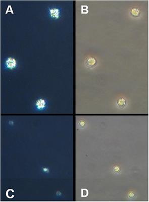 The Calcium Carbonate Shell of Emiliania huxleyi Provides Limited Protection Against Viral Infection